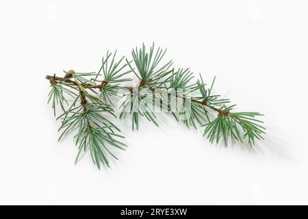 Blue spruce branch isolated on white background Stock Photo