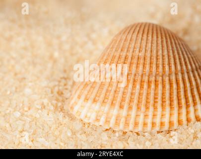 Seashell on the sand Stock Photo