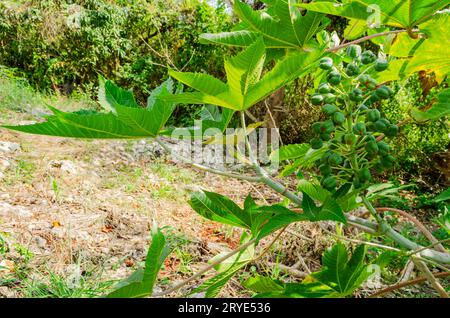 Oilnuts Growing On Tree Stock Photo