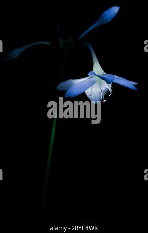 Flower on a dark background Stock Photo