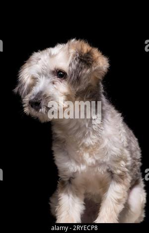 Dog on black background Stock Photo