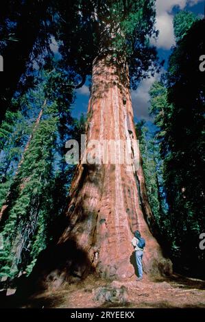 Giant Redwoods, Sequoia National Park, Tulare County, California, USA Stock Photo
