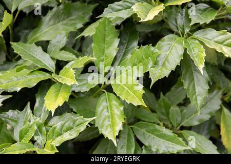 Green leaves pattern background Stock Photo