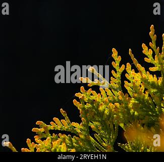 Close up backlit thuja or cedar leaves Stock Photo