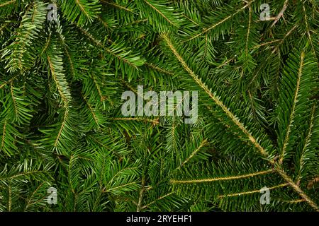 Close up background of fresh green spruce branches Stock Photo