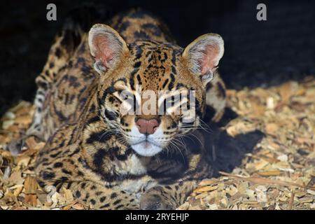 Close up portrait of margay small wild cat Stock Photo