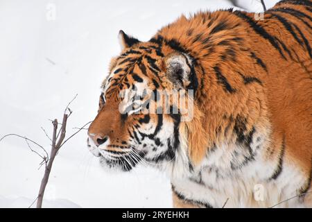 Close up portrait of Siberian tiger in winter snow Stock Photo
