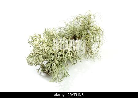Lichen on tree branch isolated on white background Stock Photo