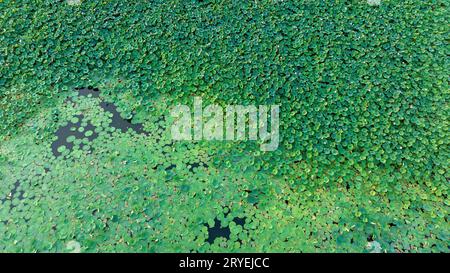 Large area growing lotus leaves in a park in North China Stock Photo