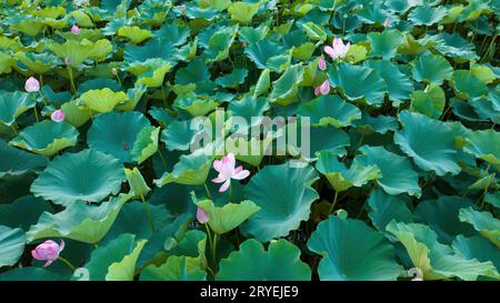 Large area growing lotus leaves in a park in North China Stock Photo