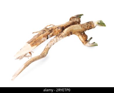 Two fresh horseradish roots isolated on white, top view Stock Photo