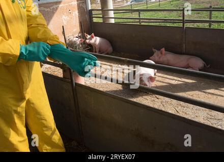 Classical swine fever or hog cholera Stock Photo