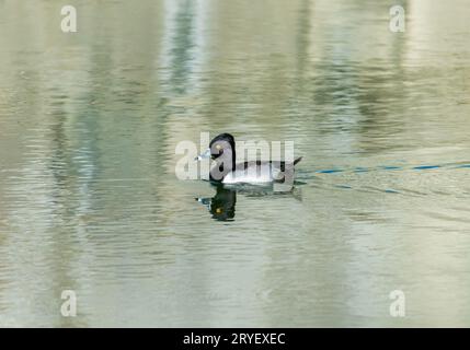 Male ring-necked duck swimming on the water Stock Photo