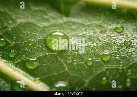 Background of Rain drops on a fresh green leaf macro Stock Photo