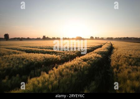 Sunrise over a field Stock Photo