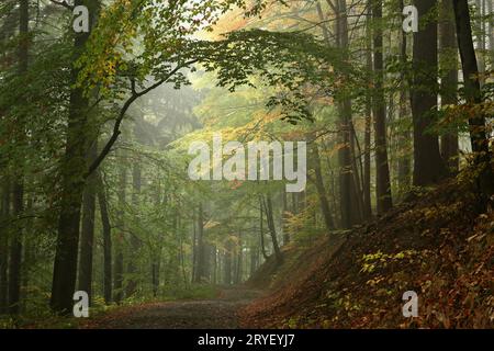 Trail through autumn forest Stock Photo