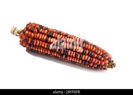 Cob of red corn isolated on white background. Raw maize Stock Photo