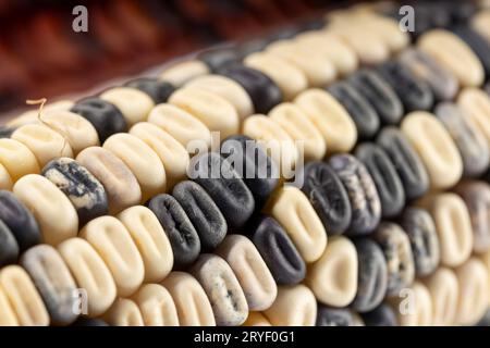 Close up of ear white and purple corn. Raw maize Stock Photo
