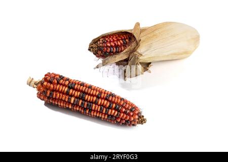 Cobs of red corn isolated on white background. Raw maize Stock Photo