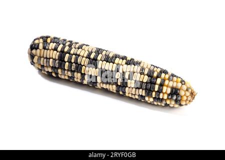 Cob of white and purple corn isolated on white background. Raw maize Stock Photo