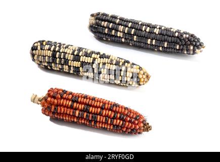 Variety of cobs of corn isolated on white background. Raw maize Stock Photo