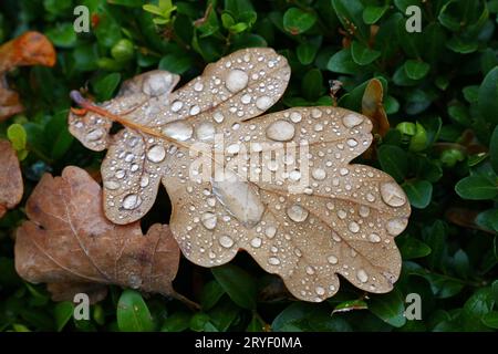 Fallen autumn oak leaves with rain drops in grass Stock Photo