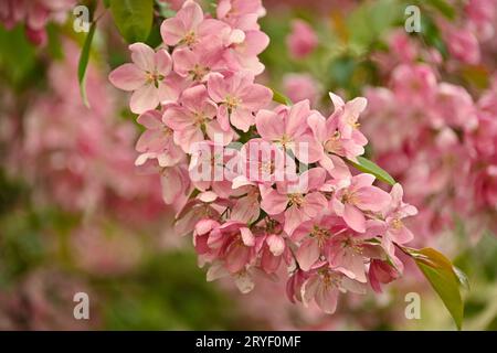 Close up pink Asian wild crabapple tree blossom Stock Photo