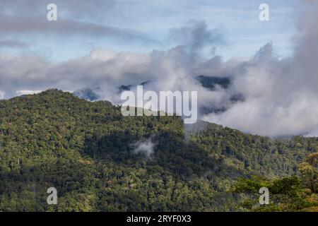 Aerial Drone image of Beautiful deep green rainforest jungle of Sabah, Borneo. Stock Photo