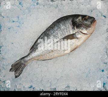 Close up raw Dorada sea bream fish on crushed ice Stock Photo