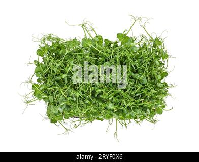 Green peas microgreen isolated on white Stock Photo