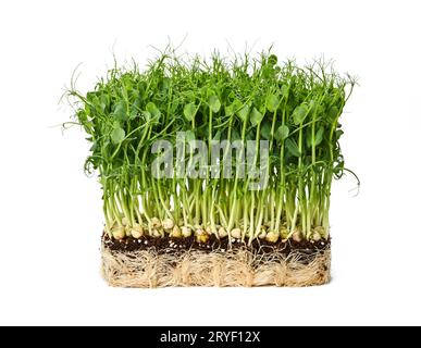 Green peas microgreen isolated on white Stock Photo