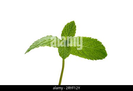 Close up fresh green mint leaves on white Stock Photo