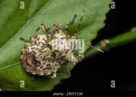 Nature wildlife of beautiful Jewel bug on green leaves Stock Photo