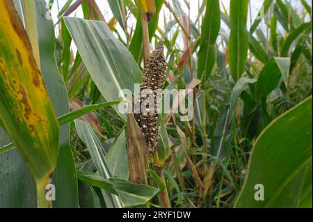 Harvest damage due to pest infestation in the maize field Stock Photo