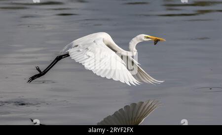 Nature wildlife image of cattle egret on catching fish on a lake Stock Photo