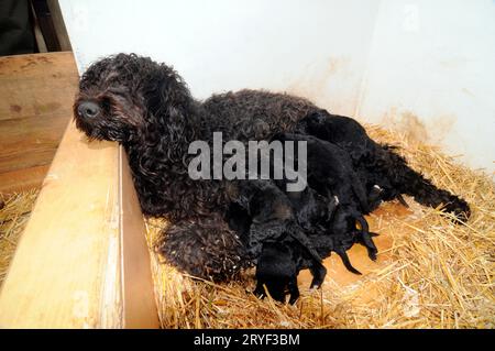 Water dog mother feeding its puppies Stock Photo