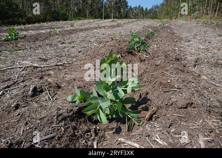 Small eucalyptus trees growing on eucalyptus plantation. Galicia, Spain Stock Photo