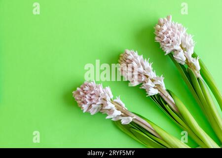 Three hyacinth flowers on bright green background with copy space for text. Happy Easter. Stock Photo