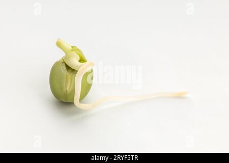 Germinated pea seed isolated on white background Stock Photo