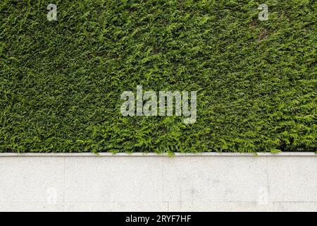 Granite stone fence with green thuja plants. Abstract architecture background. Copy space Stock Photo