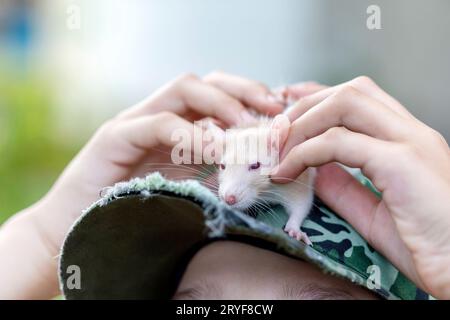 Boy holds cute domestic rat on top of his baseball cap. Hands in frame. Stock Photo