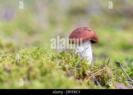 Boletus mushroom growing in moss in the forest. Beautiful autumn season plant. Edible leccinum mushroom, raw food. Vegetarian na Stock Photo