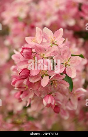 Close up pink Asian wild crabapple tree blossom Stock Photo