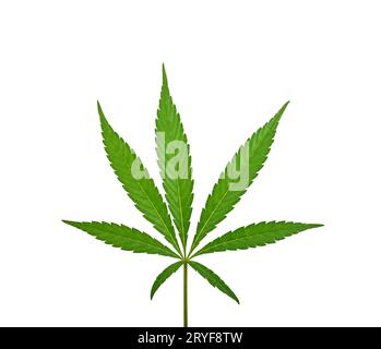 One fresh green cannabis leaf isolated on white Stock Photo