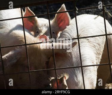 pig breeding in livestock farming, farm animal breeding in agriculture ...