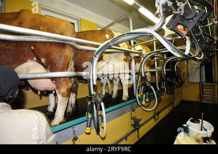 A Milking Parlor For A Cow On A Dairy Farm Milking Parlor On A Dairy 