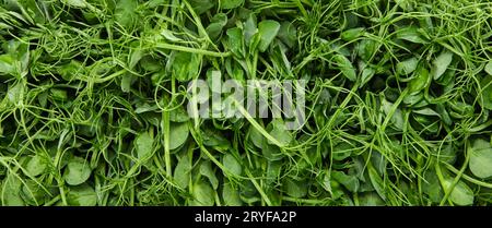 Green peas microgreens background Stock Photo