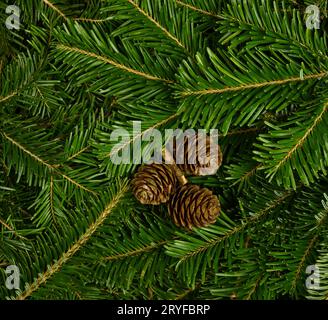 Close up fresh green spruce branches with cones Stock Photo
