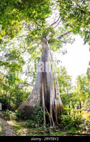 Biggest Amazon tree Angelim Vermelho in tropical rainforest in summer Stock Photo