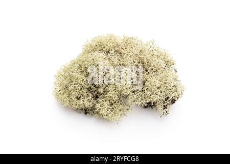 Lichen isolated on white background. Evernia prunastri Stock Photo